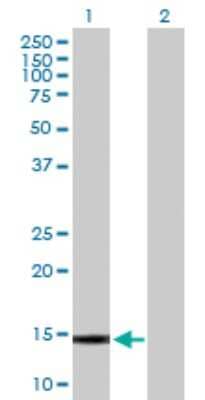 Western Blot: Polypeptide GalNac Transferase 1/GALNT1 Antibody [H00002589-B01P] - Analysis of GALNT1 expression in transfected 293T cell line by GALNT1 polyclonal antibody.  Lane 1: GALNT1 transfected lysate(11.55 KDa). Lane 2: Non-transfected lysate.