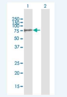Western Blot: Polypeptide GalNac Transferase 10/GALNT10 Antibody [H00055568-B01P-50ug] - Analysis of GALNT10 expression in transfected 293T cell line (H00055568-T01) by GALNT10 MaxPab polyclonal antibody.  Lane 1: GALNT10 transfected lysate(66.33 KDa). Lane 2: Non-transfected lysate.