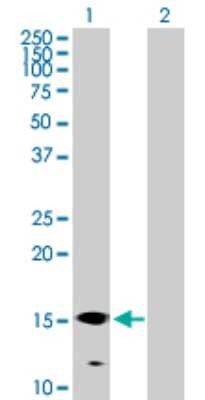 Western Blot: Polypeptide GalNac Transferase 3/GALNT3 Antibody [H00002591-B01P] - Analysis of GALNT3 expression in transfected 293T cell line by GALNT3 polyclonal antibody.  Lane 1: GALNT3 transfected lysate(15.51 KDa). Lane 2: Non-transfected lysate.