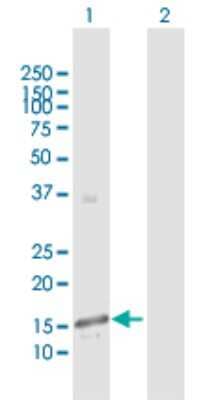 Western Blot: Polypeptide GalNac Transferase 3/GALNT3 Antibody [H00002591-D01P] - Analysis of GALNT3 expression in transfected 293T cell line by GALNT3 polyclonal antibody.Lane 1: GALNT3 transfected lysate(15.90 KDa).Lane 2: Non-transfected lysate.