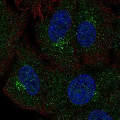 Immunocytochemistry/Immunofluorescence: Polypeptide GalNac Transferase 4/GALNT4 Antibody [NBP2-55959] - Staining of human cell line A549 shows localization to the Golgi apparatus.
