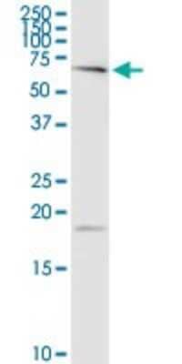 Western Blot: Polypeptide GalNac Transferase 4/GALNT4 Antibody [H00008693-D01P] - Analysis of GALNT4 expression in NIH/3T3.
