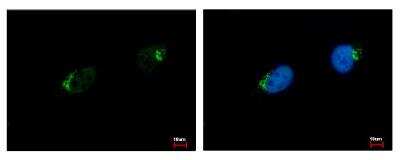 Immunocytochemistry/Immunofluorescence: Polypeptide GalNac Transferase 7/GALNT7 Antibody [NBP1-32491] - Sample: HeLa cells were fixed in 4% paraformaldehyde at RT for 15 min. Green: GALNT7 protein stained by GALNT7 antibody diluted at 1:500. Blue: Hoechst 33343 staining.