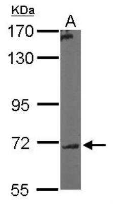 Western Blot: Polypeptide GalNac Transferase 7/GALNT7 Antibody [NBP1-32491] -  Sample (50 ug of whole cell lysate) A: Mouse brain 7. 5% SDS PAGE; antibody diluted at 1:5000.