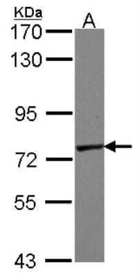 Western Blot Polypeptide GalNac Transferase 7/GALNT7 Antibody - BSA Free