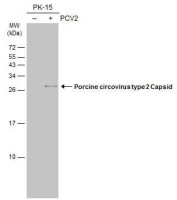 Western Blot Porcine Circovirus 2 Capsid Antibody (GT1641) - Azide and BSA Free