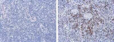 Immunohistochemistry-Paraffin Porcine Circovirus 2 Capsid Antibody (GT863) - Azide and BSA Free