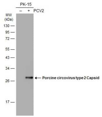 Western Blot Porcine Circovirus 2 Capsid Antibody (GT863) - Azide and BSA Free