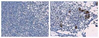 Immunohistochemistry-Paraffin Porcine Circovirus 2 Capsid Antibody