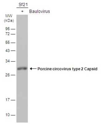 Western Blot Porcine Circovirus 2 Capsid Antibody