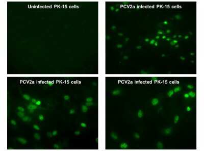 Immunocytochemistry/Immunofluorescence: Porcine Circovirus 2 Replicase Antibody [NBP3-13274] - Porcine Circovirus 2 Replicase antibody detects Porcine Circovirus 2 Replicase protein by immunofluorescent analysis. Sample: Uninfected and infected PK-15 cells were fixed in 4% paraformaldehyde at RT for 20 min. Green: Porcine Circovirus 2 Replicase stained by Porcine Circovirus 2 Replicase antibody (NBP3-13274) diluted at 1:50.