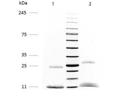 SDS-Page: Porcine IgG, Fc Native Protein [NBP1-97004] - SDS-PAGE of Swine IgG F(c). Lane 1: Non-reduced Swine IgG F(c). Lane 2: 5uL OPAL Pre-stained Marker MB-210-0500. Lane 3: Reduced Swine IgG F(c). Load: 1 ug per lane. Predicted/Observed size: Non-reduced at 50, 25, 12kDa, Reduced at 25, 12 kDa/Non-reduced at 25, 12 kDa, Reduced at 25, 12 kDa.