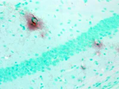 Immunohistochemistry-Paraffin: Potassium Channel Kv3.1 Antibody (S16B-8) [NBP2-12903] - Mouse brain tissue.