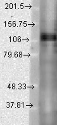 Western Blot: Potassium Channel Kv3.1 Antibody (S16B-8) [NBP2-12903] - analysis of Rat brain lysates showing detection of Kv3.1 Potassium Channel protein using Mouse Anti-Kv3.1 Potassium Channel Monoclonal Antibody, Clone S16B-8 . Load: 15 ug protein. Block: 1.5% BSA for 30 minutes at RT. Primary Antibody: Mouse Anti-Kv3.1 Potassium Channel Monoclonal Antibody at 1:1000 for 2 hours at RT. Secondary Antibody: Sheep Anti-Mouse IgG: HRP for 1 hour at RT.