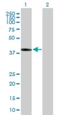 Western Blot: Pref-1/DLK1/FA1 Antibody [H00008788-B01P] - Analysis of DLK1 expression in transfected 293T cell line by DLK1 polyclonal antibody.  Lane 1: DLK1 transfected lysate(42.13 KDa). Lane 2: Non-transfected lysate.
