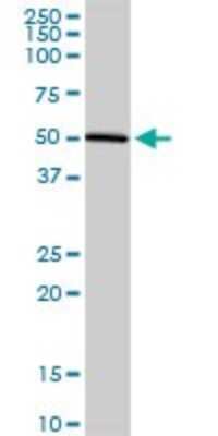 Western Blot: Pref-1/DLK1/FA1 Antibody [H00008788-D01P] - Analysis of DLK1 expression in mouse liver.