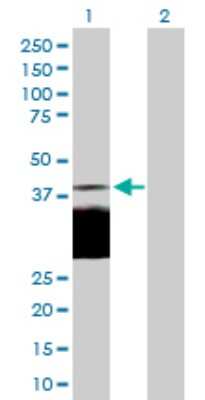 Western Blot: Pref-1/DLK1/FA1 Antibody [H00008788-D01P] - Analysis of DLK1 expression in transfected 293T cell line by DLK1 polyclonal antibody.Lane 1: DLK1 transfected lysate(41.20 KDa).Lane 2: Non-transfected lysate.