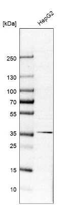 Western Blot: Pref-1/DLK1/FA1 Antibody [NBP2-33697] - Analysis in human cell line HepG2.