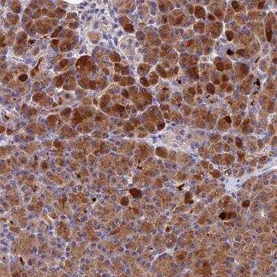 Immunohistochemistry-Paraffin: Pregnancy Zone Protein Antibody [NBP1-85490] - Staining of human pancreas shows strong cytoplasmic positivity in exocrine glandular cells.