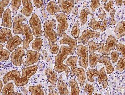 Immunohistochemistry-Paraffin: Pregnancy Zone Protein Antibody [NBP2-97150] - Staining of human PZP in human kidney with rabbit polyclonal antibody at 1:100 dilution.