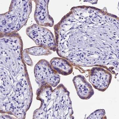 Immunohistochemistry-Paraffin Pregnancy specific beta 1 glycoprotein 11 Antibody - BSA Free