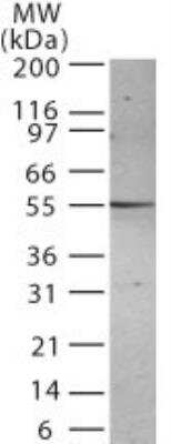 Western Blot: Presenilin-2 Antibody (198C679.2.) [NB100-56677] - Analysis for Presenilin-2 using this antibody. A protein band of approximate molecular weight of 55 kDa was detected.