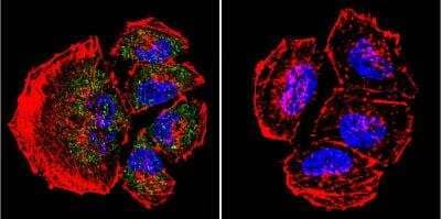 Immunocytochemistry/Immunofluorescence: Presenilin-2 Antibody (APS 21) [NB100-74512] - Presenilin- 2 staining (green), F-Actin staining with Phalloidin (red) and nuclei with DAPI (blue) is shown. Cells were grown on chamber slides and fixed with formaldehyde prior to staining. Cells were probed without (control) or with or an antibody recognizing Presenilin 2 at a dilution of 1:100 over night at 4C, washed with PBS and incubated with a DyLight-488 conjugated.