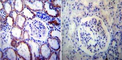 Immunohistochemistry-Paraffin: Presenilin-2 Antibody (APS 21) [NB100-74512] - Normal biopsies of deparaffinized Human kidney tissue.