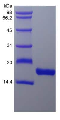 SDS-Page: Primate Flt-3 Ligand Protein [NBP2-35284]