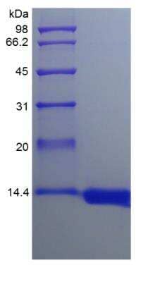 SDS-Page: Primate GM-CSF Protein [NBP2-35299]