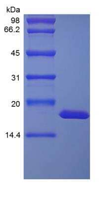 SDS-Page: Primate IL-1 alpha/IL-1F1 Protein [NBP2-35305]