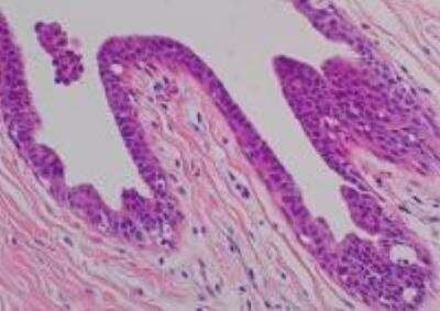 Hematoxylin & Eosin Stain: Primate Organs Tissue MicroArray (Normal) [NBP2-30186] - 02. Breast, Lactiferous Duct