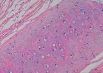 Hematoxylin & Eosin Stain: Primate Organs Tissue MicroArray (Normal) [NBP2-30186] -  08. Cartilage ear lobe