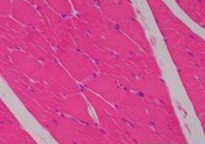 Hematoxylin & Eosin Stain: Primate Organs Tissue MicroArray (Normal) [NBP2-30186] - 09.  Skeletal muscle, thigh