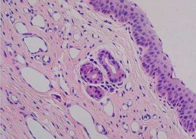 Hematoxylin & Eosin Stain: Primate Organs Tissue MicroArray (Normal) [NBP2-30186] - 11. Larynx, mucosa.