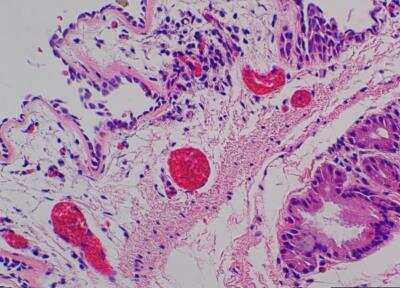 Hematoxylin & Eosin Stain: Primate Organs Tissue MicroArray (Normal) [NBP2-30186] - 12. Trachea.