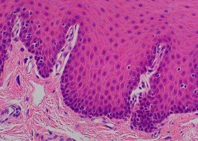 Hematoxylin & Eosin Stain: Primate Organs Tissue MicroArray (Normal) [NBP2-30186] - 19. Buccal mucosa.