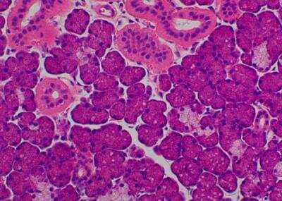 Hematoxylin & Eosin Stain: Primate Organs Tissue MicroArray (Normal) [NBP2-30186] -  20. Salivary gland, submandibular.