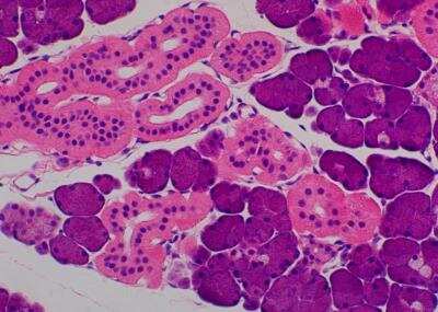 Hematoxylin & Eosin Stain: Primate Organs Tissue MicroArray (Normal) [NBP2-30186] -  21. Salivary gland, submandibular.