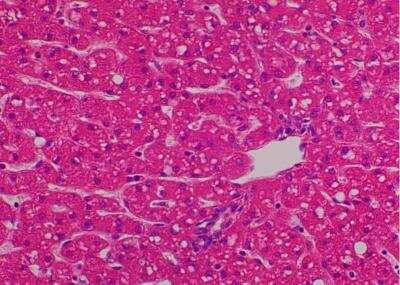 Hematoxylin & Eosin Stain: Primate Organs Tissue MicroArray (Normal) [NBP2-30186] - 22. Liver.