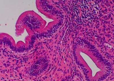 Hematoxylin & Eosin Stain: Primate Organs Tissue MicroArray (Normal) [NBP2-30186] - 24. Bile duct.