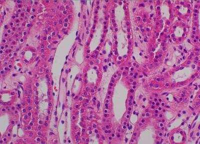 Hematoxylin & Eosin Stain: Primate Organs Tissue MicroArray (Normal) [NBP2-30186] - 39. Kidney, medulla