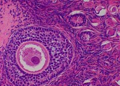 Hematoxylin & Eosin Stain: Primate Organs Tissue MicroArray (Normal) [NBP2-30186] - 46. Ovary