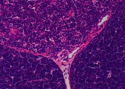 Hematoxylin & Eosin Stain: Primate Organs Tissue MicroArray (Normal) [NBP2-30186] -  49. Thymus