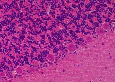 Hematoxylin & Eosin Stain: Primate Organs Tissue MicroArray (Normal) [NBP2-30186] - 58. Cerebellar vermis