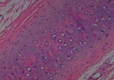 Hematoxylin & Eosin Stain: Primate Organs Tissue MicroArray (Normal) [NBP2-30188] -  07. Cartilage ear lobe