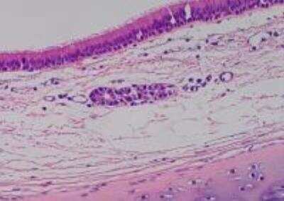 Hematoxylin & Eosin Stain: Primate Organs Tissue MicroArray (Normal) [NBP2-30188] - 12. Trachea