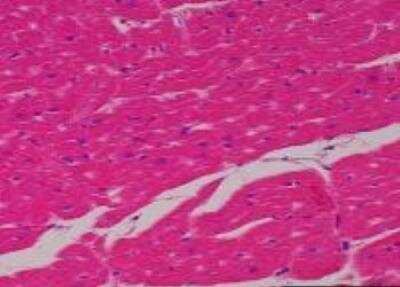 Hematoxylin & Eosin Stain: Primate Organs Tissue MicroArray (Normal) [NBP2-30188] -  16. Myocardium, atrium