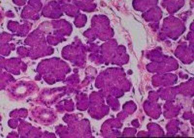 Hematoxylin & Eosin Stain: Primate Organs Tissue MicroArray (Normal) [NBP2-30188] -  22. Salivary gland, submandibular