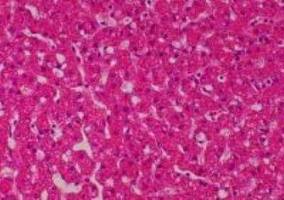 Hematoxylin & Eosin Stain: Primate Organs Tissue MicroArray (Normal) [NBP2-30188] -  23. Liver